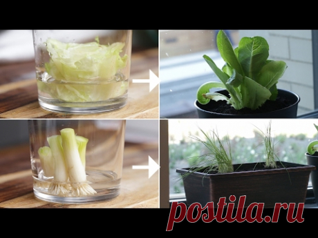 Easiest Vegetables to Grow In a Small Space