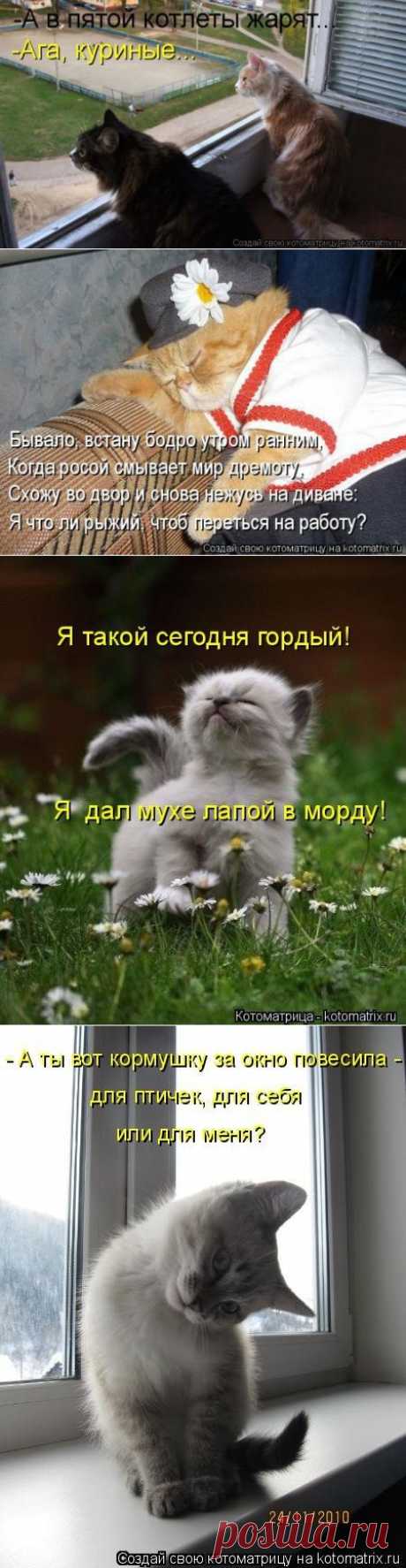 Новая котоматрица - ФОТО(16.06.2014).