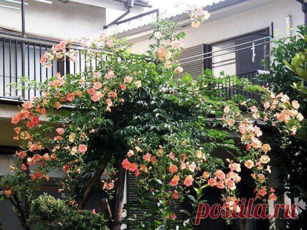 Кампсис — растение, которое не боится ни засухи, ни морозов — 6 соток