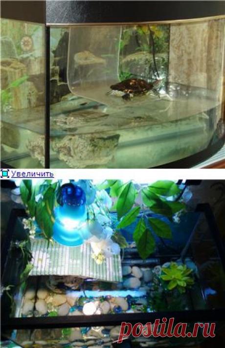 Остров и мостик для водной черепахи - Страница 18 - Форум Любителей ЧЕРЕПАХ