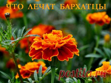 Что лечат бархатцы - рецепты народной медицины &amp;raquo; Женский Мир