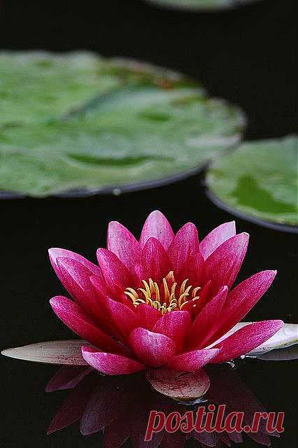 water lily | Garden Flowers