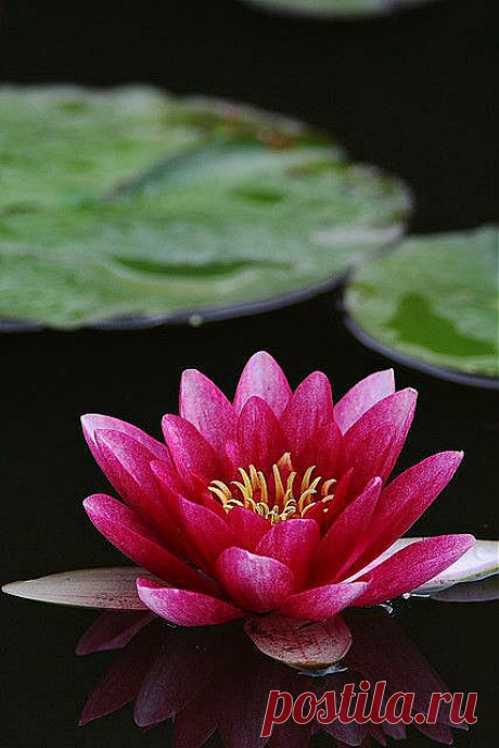 water lily | Garden Flowers