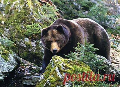 (52) Одноклассники