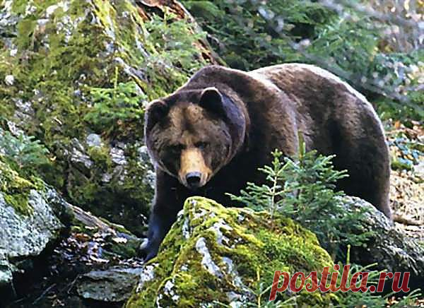 (52) Одноклассники