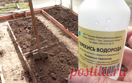 В это время всегда закупаюсь уксусом и перекисью: все болезни и вредители уничтожаются за 1 ночь (успейте полить грядки до конца осени) | Удачный урожай | Дзен