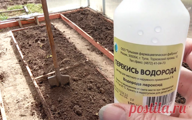 В это время всегда закупаюсь уксусом и перекисью: все болезни и вредители уничтожаются за 1 ночь (успейте полить грядки до конца осени) | Удачный урожай | Дзен