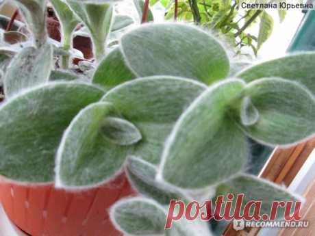 Традесканция силламонтана (Tradescantia sillamontana) - «Одна из самых суккулентных традесканций» | Отзывы покупателей