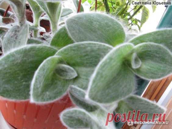 Традесканция силламонтана (Tradescantia sillamontana) - «Одна из самых суккулентных традесканций» | Отзывы покупателей