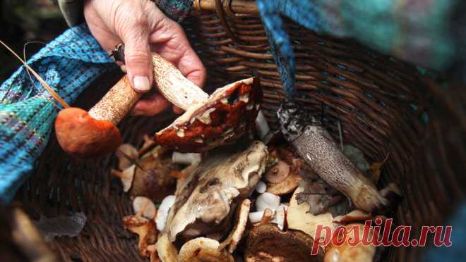 Миколог назвал известные грибы, за сбор которых грозит уголовное наказание. Любителям собирать грибы следует изучить Красную книгу своего региона, чтобы не нарваться на уголовное наказание, предупредил миколог, кандидат биологических наук Михаил Вишневский. Так, в Московской области следует отказаться от сбора ...