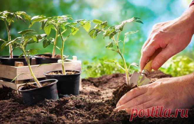 Календарь посадки рассады в 2021 году: