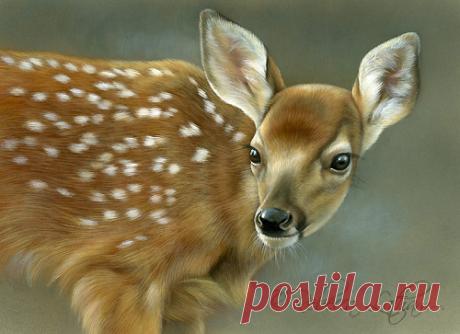 Олененок Портрет | Картины дикой природы и природы Ребекки Лэтэм