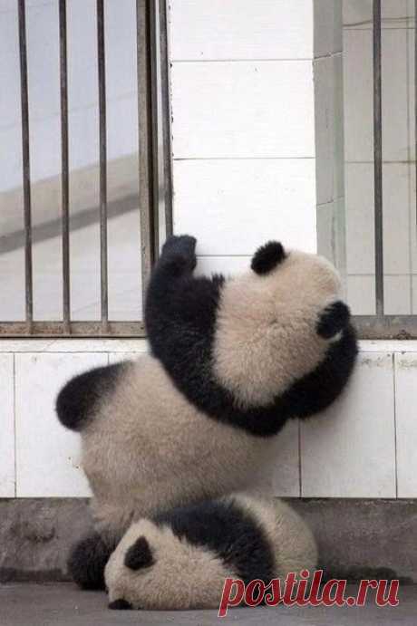 Операция по побегу из зоопарка дала сбой