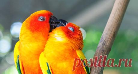 15 забавных фото целующихся животных