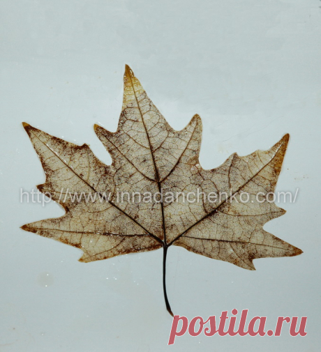 Скелетирование листьев