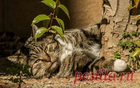 микс обоев на рабочий стол