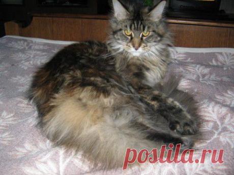 Кошачьи самострелы | Четвероногий юмор