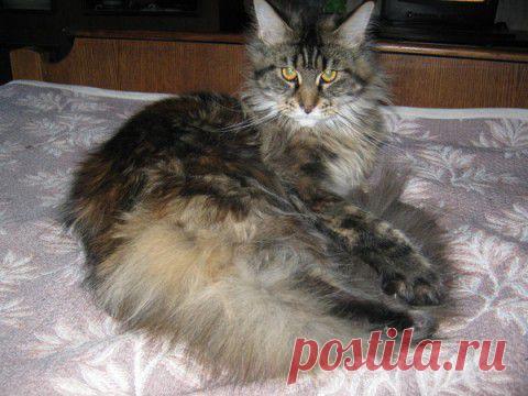 Кошачьи самострелы | Четвероногий юмор