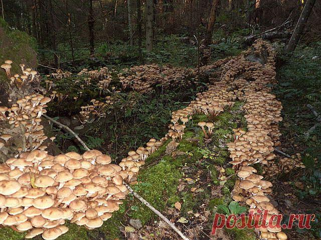 Фотографии С Наступающим Новым Годом!!!​ ♥ - 3918 фото в Моем Мире.