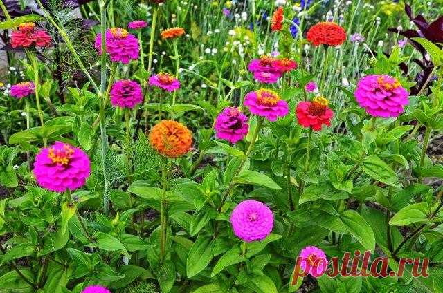 Прекрасная цинния: сорта, выращивание и болезни Некоторые виды этого исконно американского цветка семейства Астровые культивировали еще индейцы-ацтеки. Сегодня же разнообразные циннии – любимицы садоводов по всему миру. Любят их за неприхотливость,...