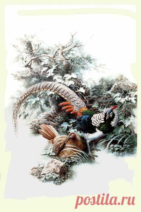 Птицы рисованные!!!прелесть | santa3