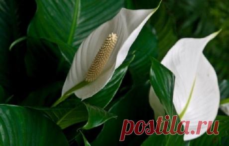 Как я "заставила" зацвести свой цветок Женское счастье | Кулинарный техникум | Яндекс Дзен