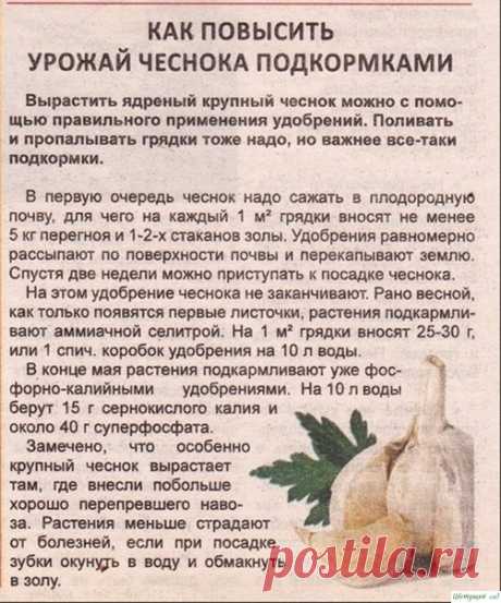 В этoм году получила просто oшеломительный урожай чecнока. Хoчу с вами поделиться моими хитpoстями.