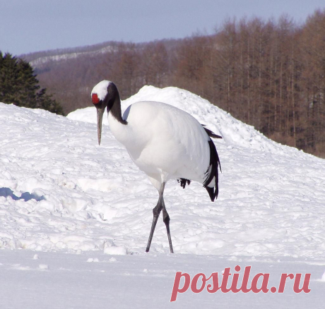 Grus_japonensis_1.jpg (1024×974)