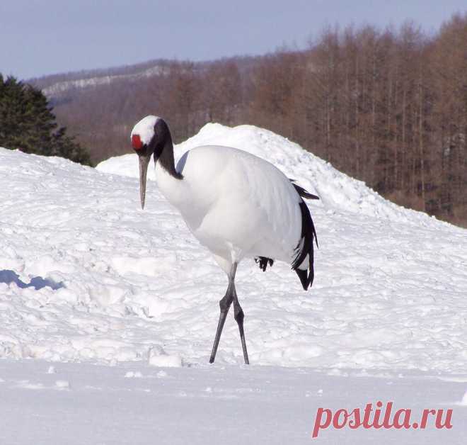 Grus_japonensis_1.jpg (1024×974)