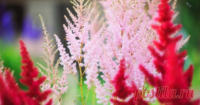 Астильба в открытом грунте – календарь посадки и ухода на каждый месяц Как заботиться об астильбе круглый год, чтобы она радовала пышным цветением.