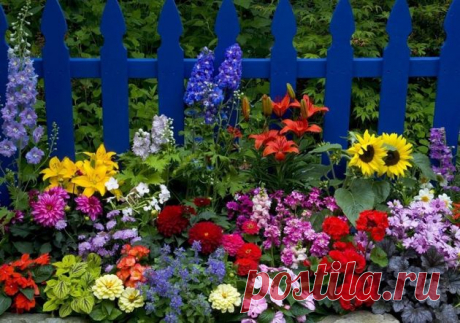 Самосев, мечта любого цветовода. Какие цветы посеять, чтобы они сами потом размножались? | Красивый сад и огород Пульс Mail.ru