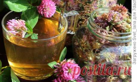 Красный клевер — простая луговая травка, а сколько в ней силы, заложенной самой природой. Официальная медицина относится к нему скептически,