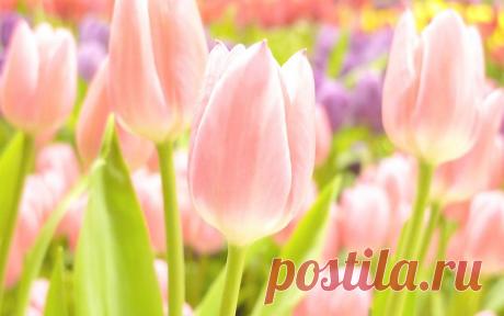 От всей души поздравляю милых женщин с 8 марта! Радости, любви, и весеннего настроения!)))