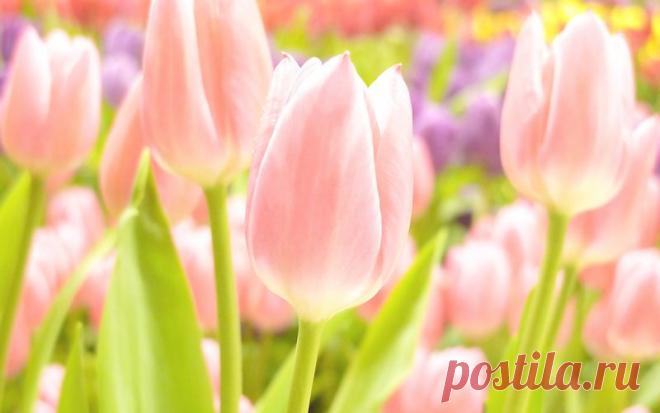 От всей души поздравляю милых женщин с 8 марта! Радости, любви, и весеннего настроения!)))