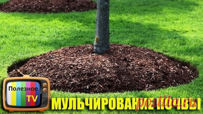 МУЛЬЧИРОВАНИЕ ПОЧВЫ! ЧЕМ, КАК И ДЛЯ ЧЕГО?
