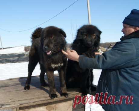 Монголдог Ихмед и Монголдог Ван Хара Алмаз нынче впервые стали папой!