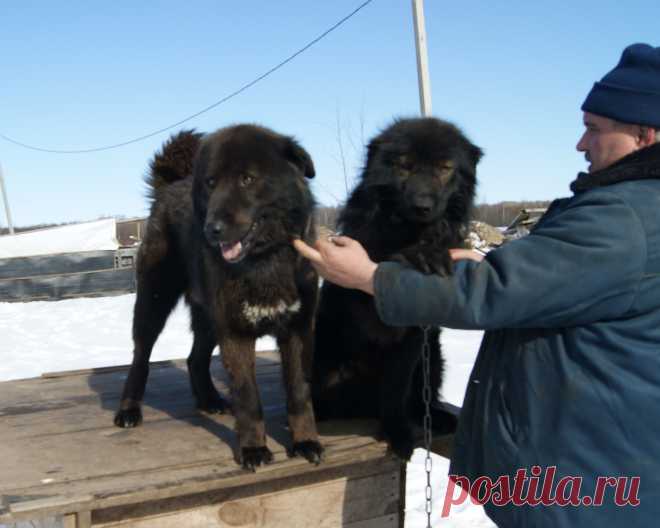 Монголдог Ихмед и Монголдог Ван Хара Алмаз нынче впервые стали папой!