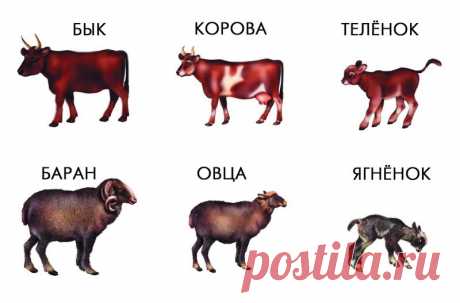 Картинки для детей про животных и их детенышей (38 фото) ⭐ Забавник