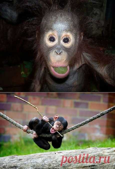 Прикольные фото животных - Фотогалерея, фото, анимация, приколы, анекдоты, юмор, фотоприколы