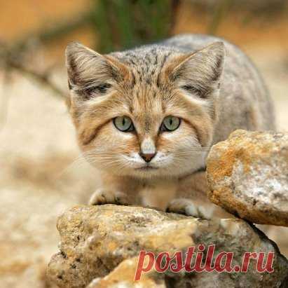 Барханный кот, или арабская песчаная кошка