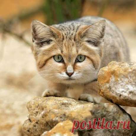 Барханный кот, или арабская песчаная кошка