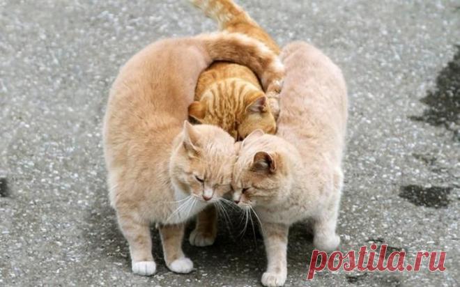 Сладкие парочки