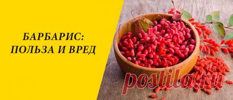 Барбарис: польза и вред для здоровья организма человека Барбарис: история и состав, польза и вред для здоровья организма человека, применение в медицине, косметологии и кулинарии.