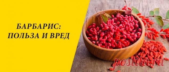Барбарис: польза и вред для здоровья организма человека Барбарис: история и состав, польза и вред для здоровья организма человека, применение в медицине, косметологии и кулинарии.