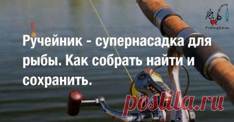 Ручейник - супернасадка для рыбы. Как собрать найти и сохранить. - видео онлайн Видео: Ручейник - супернасадка для рыбы. Как собрать найти и сохранить. -  бесплатно. Рубрика: Видео о рыбалке. Добавлено пользователем rad4 в 2020 году. На одной из последних рыбалок на карася, ни как не мог получить поклевку. Пробовал ловить и на поплавок и на фидер, насаживал...