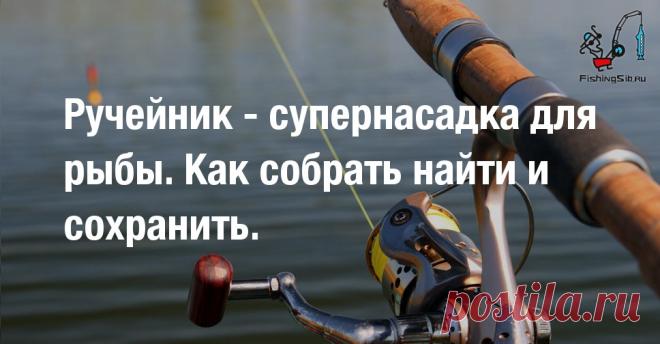 Ручейник - супернасадка для рыбы. Как собрать найти и сохранить. - видео онлайн Видео: Ручейник - супернасадка для рыбы. Как собрать найти и сохранить. -  бесплатно. Рубрика: Видео о рыбалке. Добавлено пользователем rad4 в 2020 году. На одной из последних рыбалок на карася, ни как не мог получить поклевку. Пробовал ловить и на поплавок и на фидер, насаживал...
