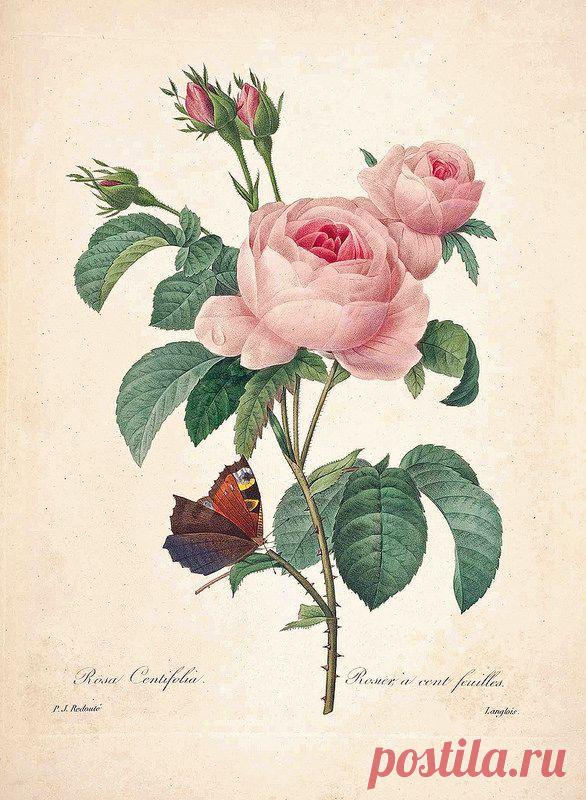 Найдено на сайте flickr.com.