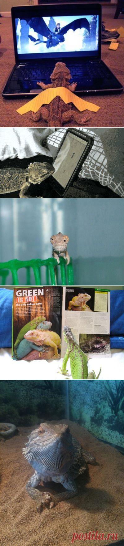 Очарование рептилий