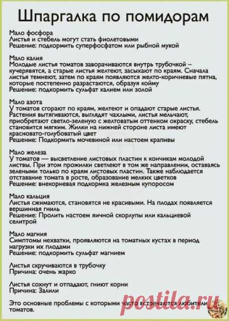 Шпаргалка по помидорам