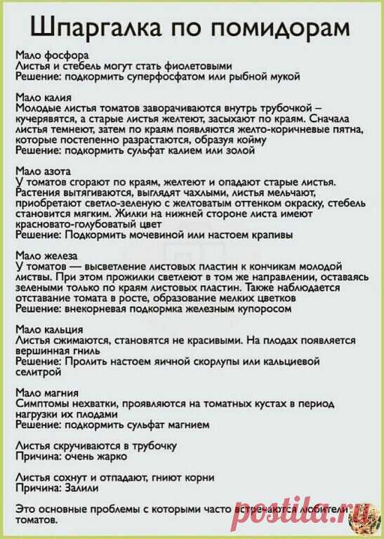 Шпаргалка по помидорам